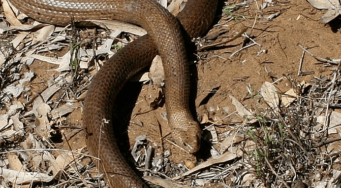 噩梦！珀斯这种剧毒生物激增，居民哭诉：自家狗全被咬死了！（组图） - 4