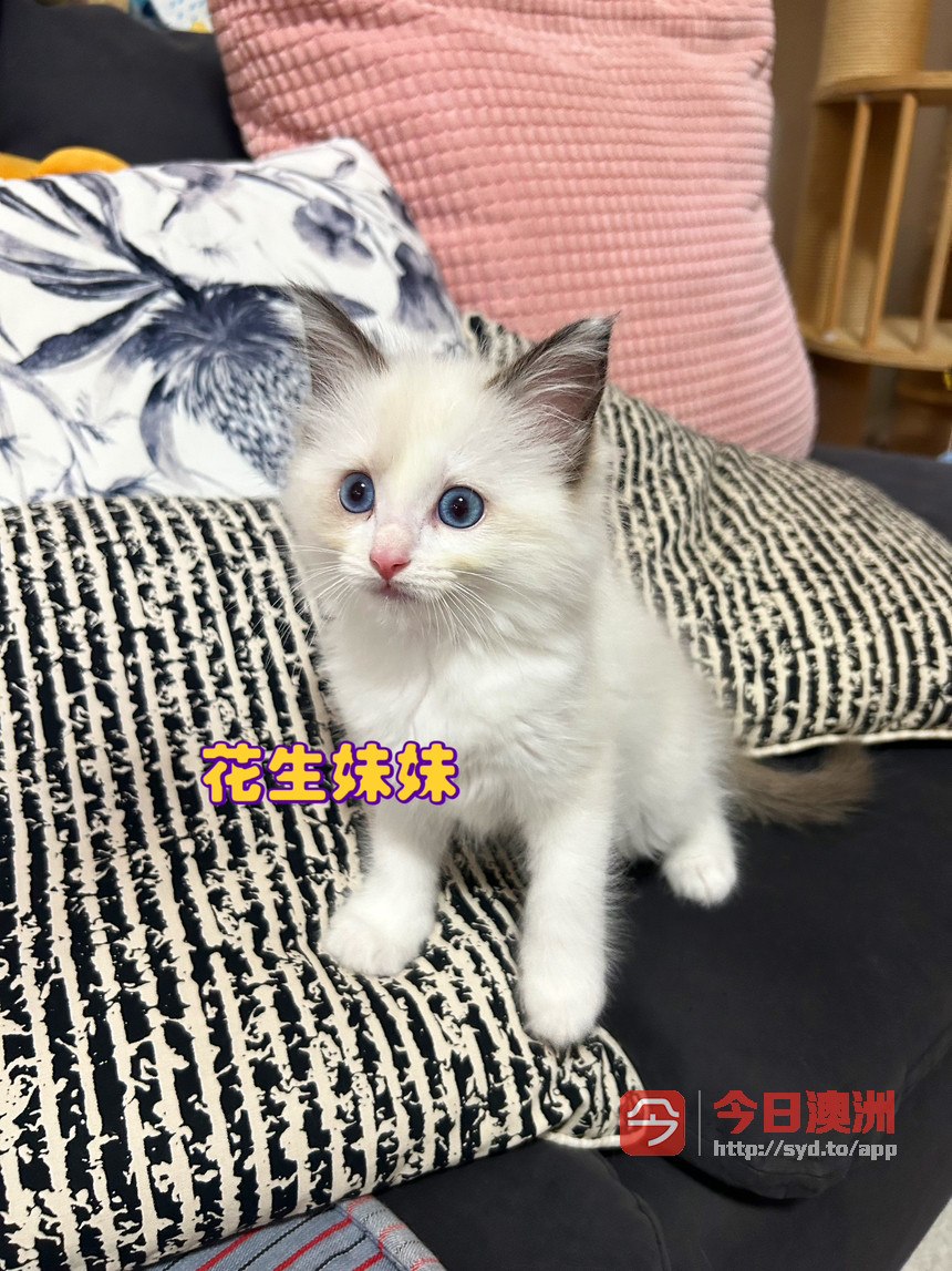7周大胖fufu的布偶猫找家啦