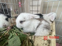 垂耳兔熊猫眼 Mini lop bunnies