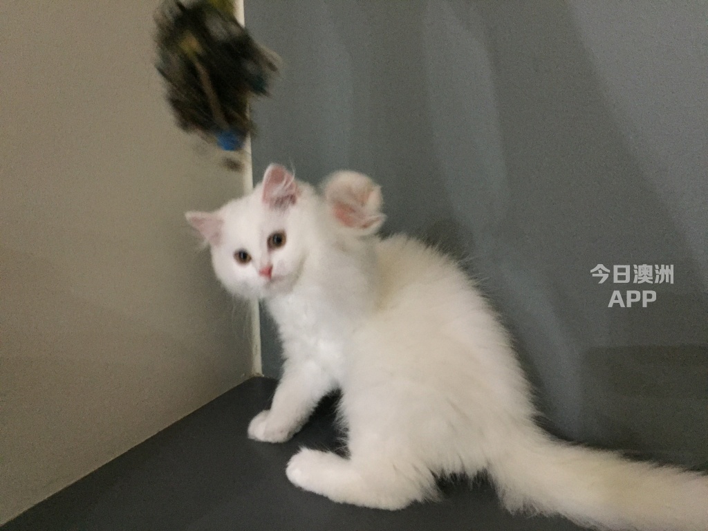 小白猫找新家