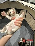 悉尼奶猫免费领养