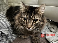 回国免费领养出一只4岁成年绝育布偶混缅因男猫