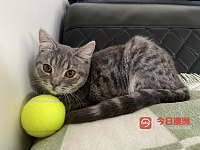 可爱金渐层跟蓝猫混合