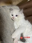 便宜出售九周大纯种双色布偶猫