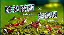 非常稀有的 苏拉威西虾白袜虾出售