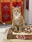 悉尼猫领养布偶猫橘猫玳瑁虎斑