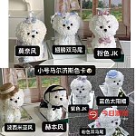 悉尼现货 A级鲜花永生花 免费送货