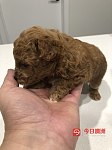 澳洲注册Breeder出售纯种小体Toy poodle红色颜值超级好