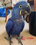 澳洲 紫蓝金刚鹦鹉出售 极度珍贵