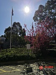 Bankstown            近火车站