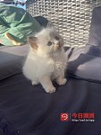 小猫找主人了