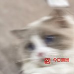 悉尼蓝双布偶小公猫借配