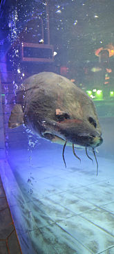 KC8899
