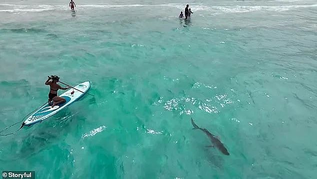 The shark came close to a father and his two children in the shallows, before being spooked by a paddle boarder and heading into deeper water (pictured)