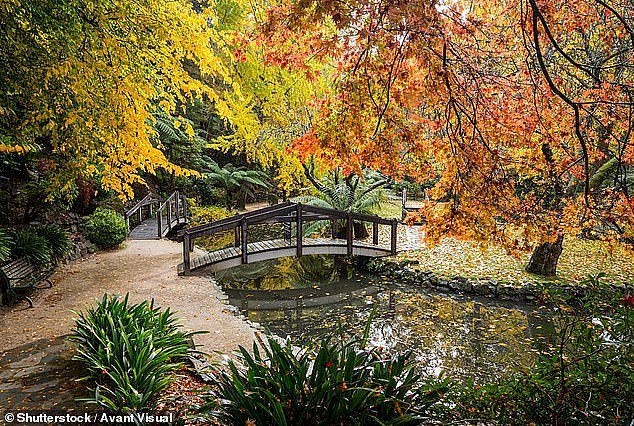 Nestled in the heart of the Dandenong Ranges, just a 50-minute drive east of Melbourne , lies one of Australia's most cherished heritage experiences: the Puffing Billy Railway