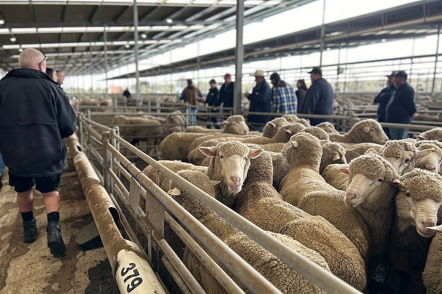 Sheep in a pen.