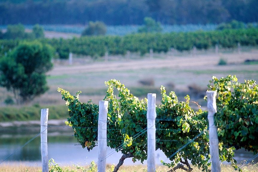 Grape vines in a vineyard on a sunny day.