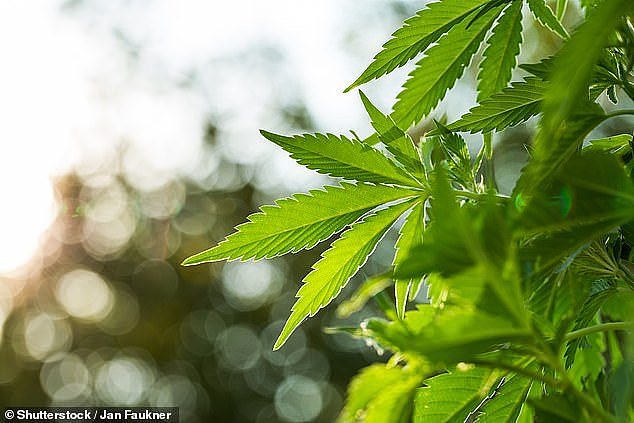 According to the 2019 National Drug Use Household Survey, 40 per cent of Australians have used cannabis and more than 60 per cent of Sydneysiders want cannabis legalised