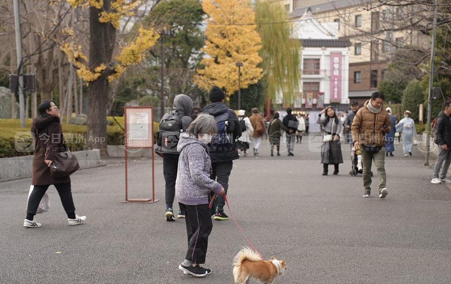 “跨海求生！”澳洲经济持续低迷，在澳华人掀移居日本潮（组图） - 10