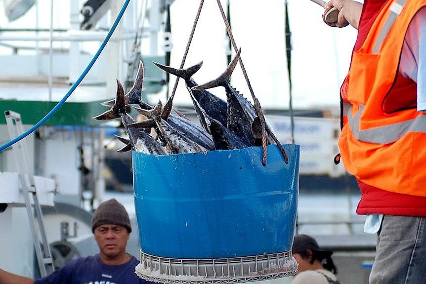 A bucket of fish on a fishing vessel