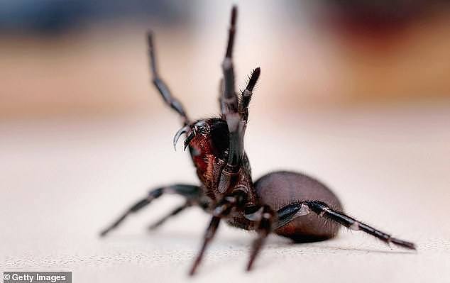 The Australian Reptile Park says Australians shouldn't kill a funnel-web if they see one