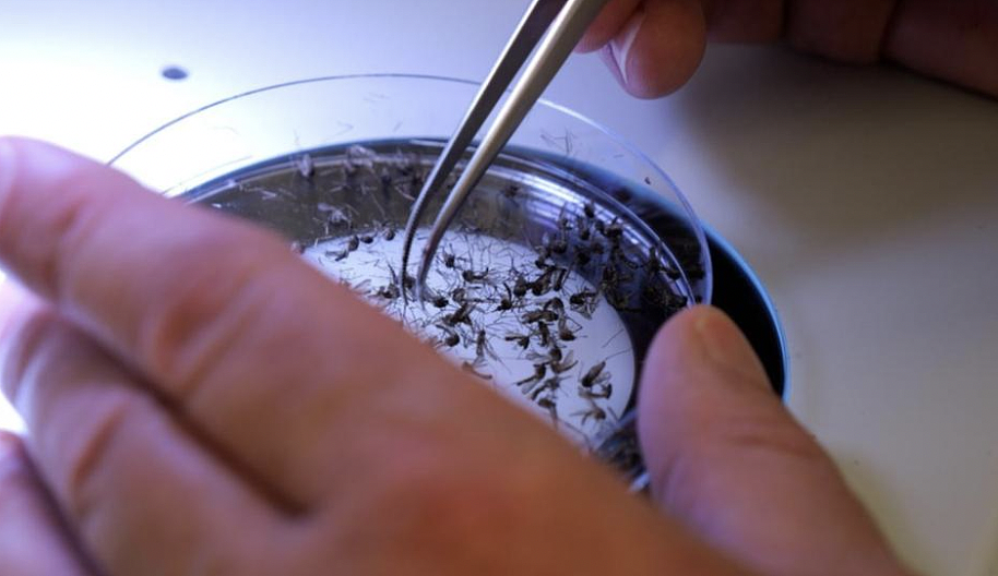 昆州日本脑炎警报：洪灾后蚊虫传播风险增高，家长应加强蚊虫防护措施（组图） - 5