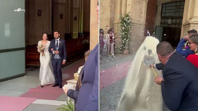 西班牙新婚夫妇遭“大米轰炸”，宾客拿铁锹扬，是传统却也惹争议（组图） - 4