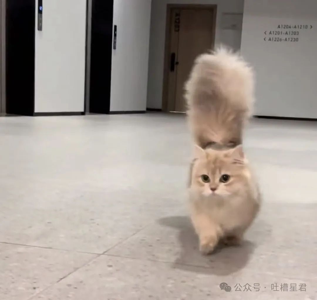 【爆笑】“发现老板在boss上招聘我的岗位？”网友夺笋：最后发现还是你便宜...（组图） - 94