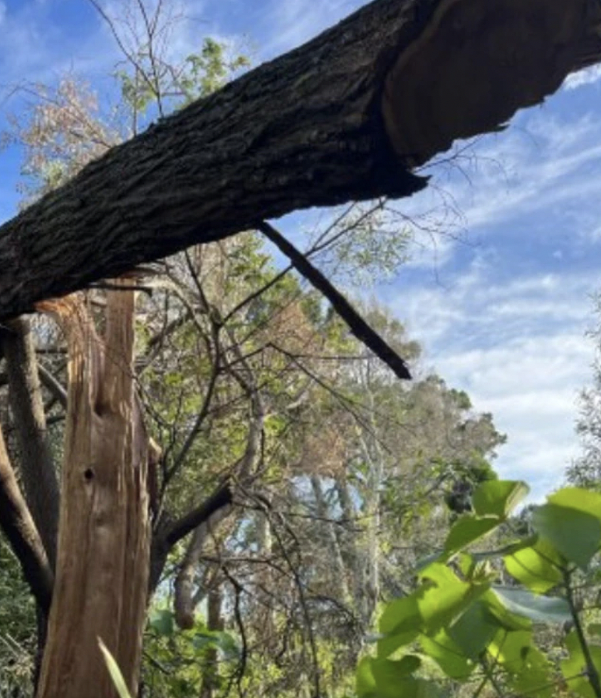 不是自然死亡，是人为毒杀！昆州海滨树木遭系统性毒害，凶手或被罚$13万（组图） - 4