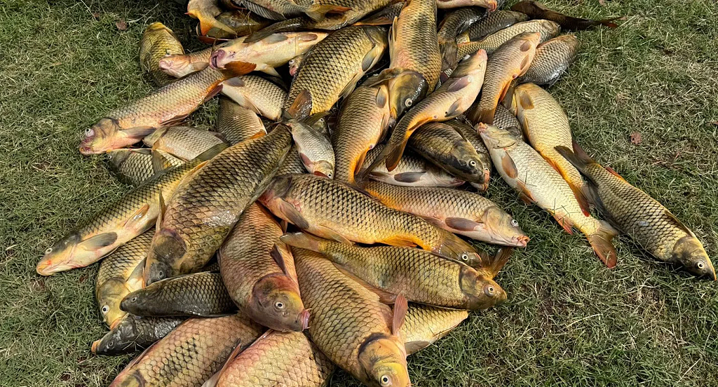 餐桌美食在澳洲泛滥成灾！新州举办钓鲤鱼大赛，瓜分$2000大奖（组图） - 3