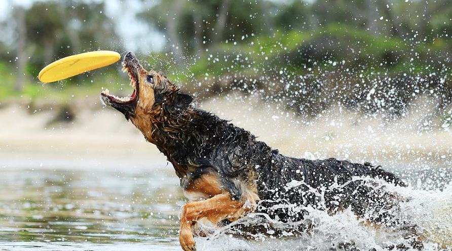澳洲海滩拟禁狗引众怒：居民为爱犬落泪，社区团结抗议（组图） - 6