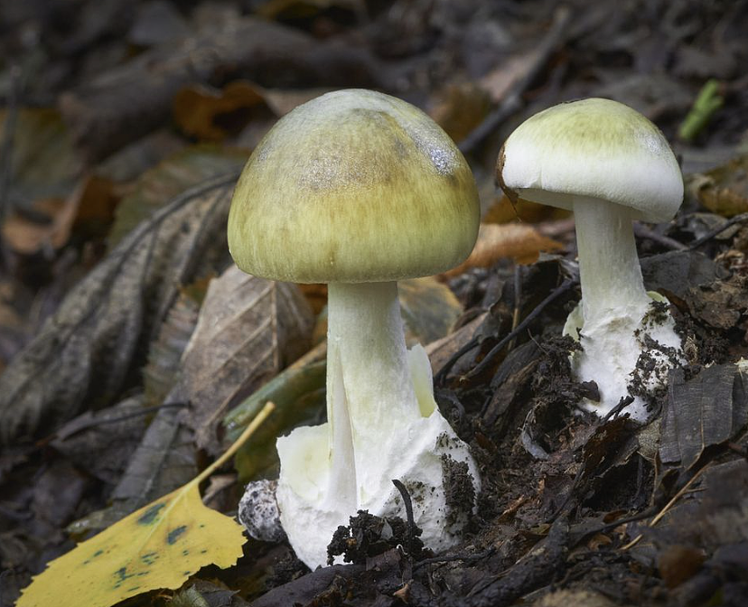 秋季潮湿气候促毒蘑菇生长，维州卫生部警告公众严防中毒（图） - 2
