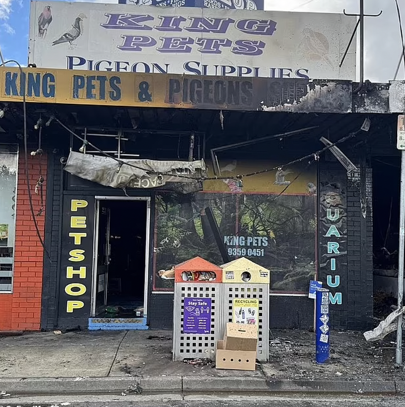 墨尔本宠物店大火夺走数千动物生命，疑与“巴西莓连环纵火”有关（组图） - 2