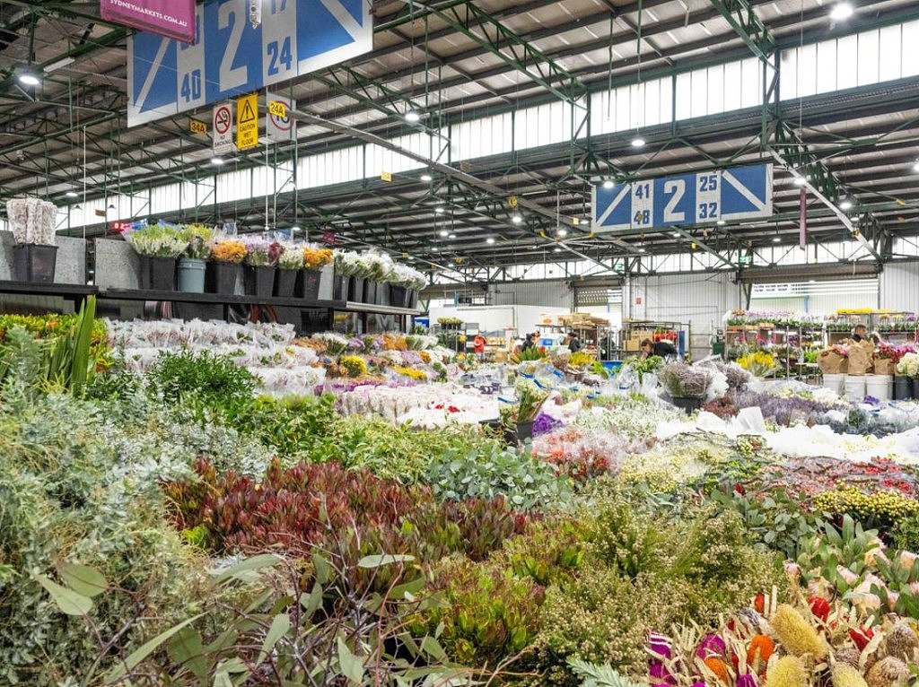 悉尼花卉市场迎销售旺季！30万人将涌入抢购，花农忙坏了（组图） - 5