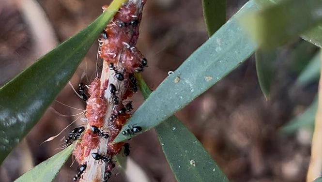 珀斯遭生物入侵，破坏电线、建筑物，若发现立即上报（组图） - 2