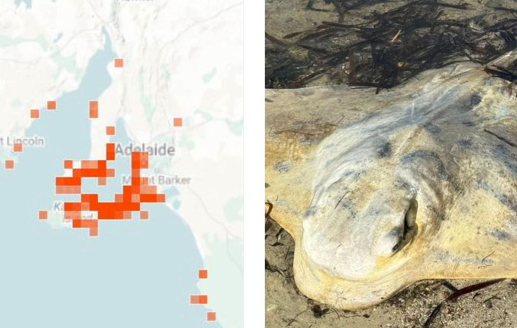 致命藻华卷土重来！澳洲海岸大量生物搁浅死亡（组图） - 2