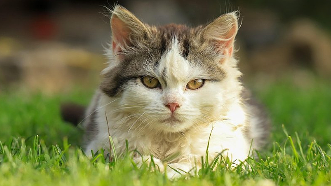 珀斯将发布严格养猫新规,违者重罚$5000!(图) - 2