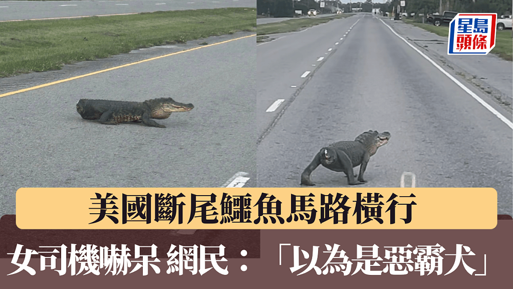 美国断尾鳄横行马路,女司机吓呆!网民:以为是恶霸犬(组图) - 1