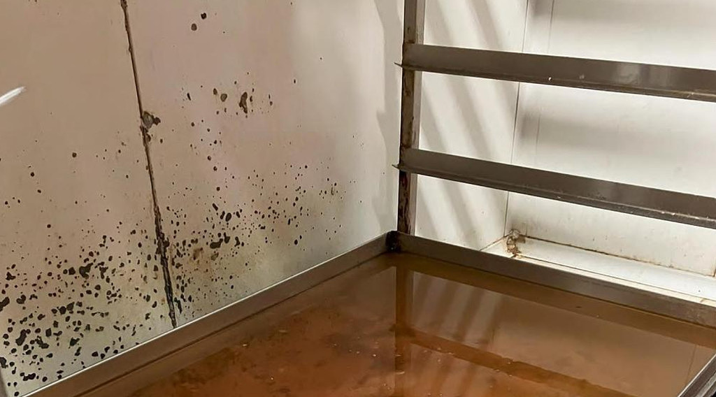 老鼠屎、死蟑螂、活蚂蚁…澳餐馆后厨照片曝光，华人老板恐遭重罚（组图） - 10