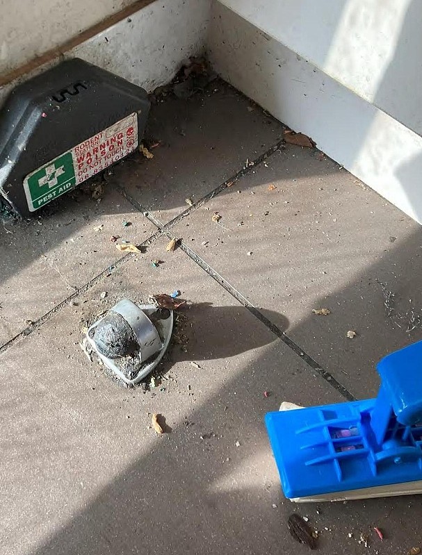 老鼠屎、死蟑螂、活蚂蚁…澳餐馆后厨照片曝光，华人老板恐遭重罚（组图） - 8