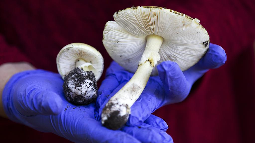 这类毒物正在新州多地疯长,一朵就能致命!当局发布警告(组图) - 2