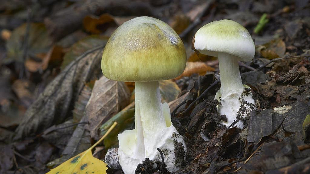 这类毒物正在新州多地疯长,一朵就能致命!当局发布警告(组图) - 4