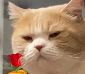 【宠物】网友吐槽广东人都是小猫变的...广东人刚想反驳，看完图片后傻眼了：我承认我是小猫喵喵喵（组图）