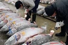 胡锡进：中国恢复部分日本水产品进口，逻辑线非常清楚（组图）