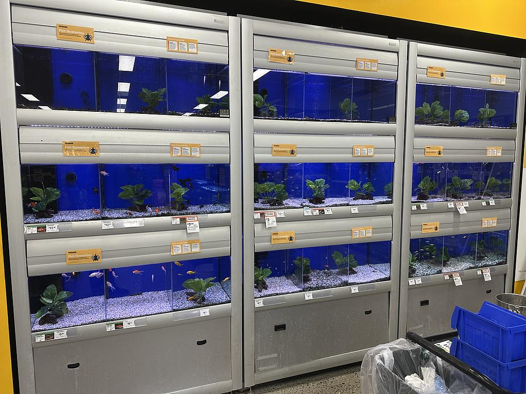 男子走进澳洲宠物店，做出怪异举动！接下来一幕惊呆众人...（组图） - 3