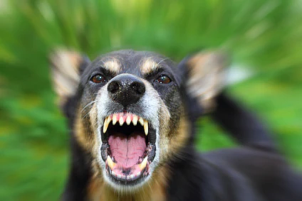 悉尼发生“恶犬袭人”，小女孩被咬成重伤送医！（图） - 2