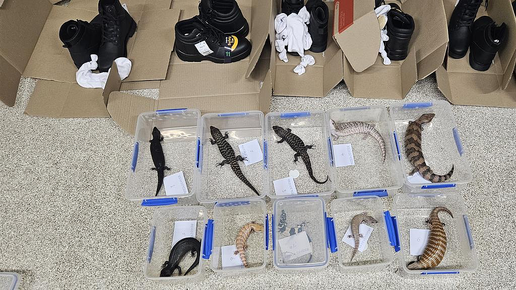 寄香港包裹暗藏猫腻,澳男涉走私动物被捕!最高可判10年监禁(组图) - 2