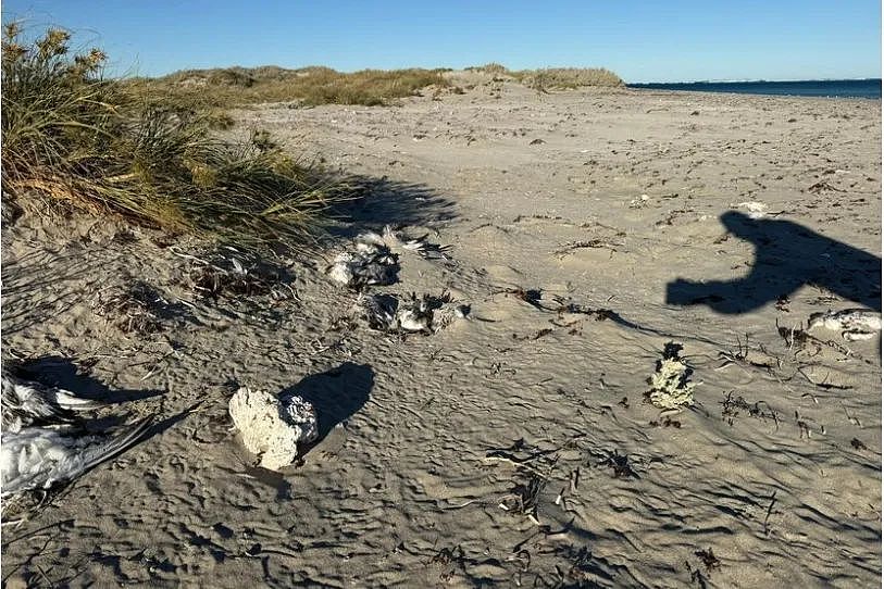 西澳海滩惊现大量死鸟，官方紧急提醒别碰！（组图） - 2