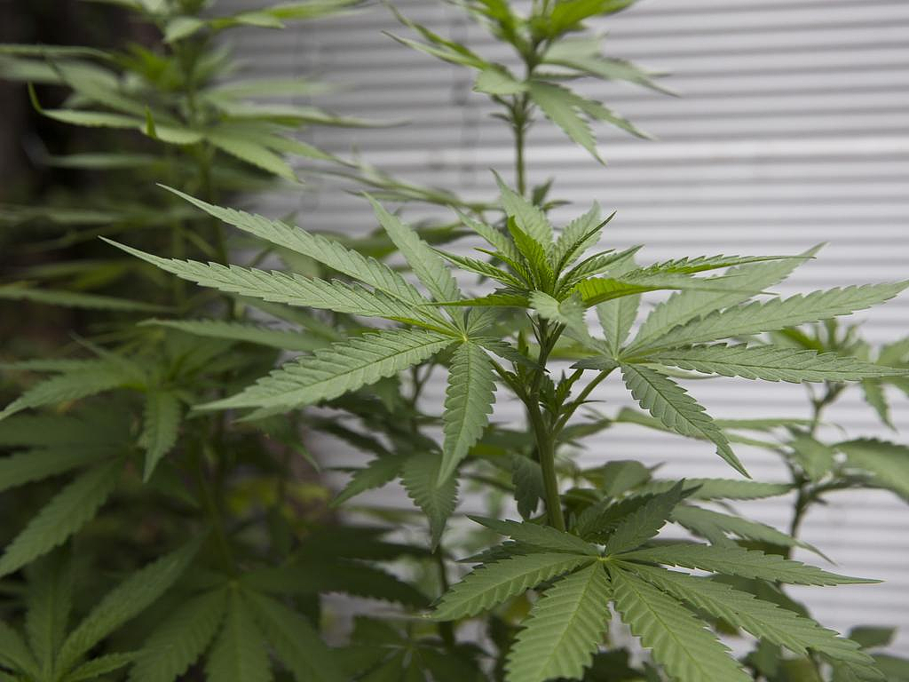 新州工厂燃起大火，现场意外发现数百株非法大麻！1人当场被捕（组图） - 3