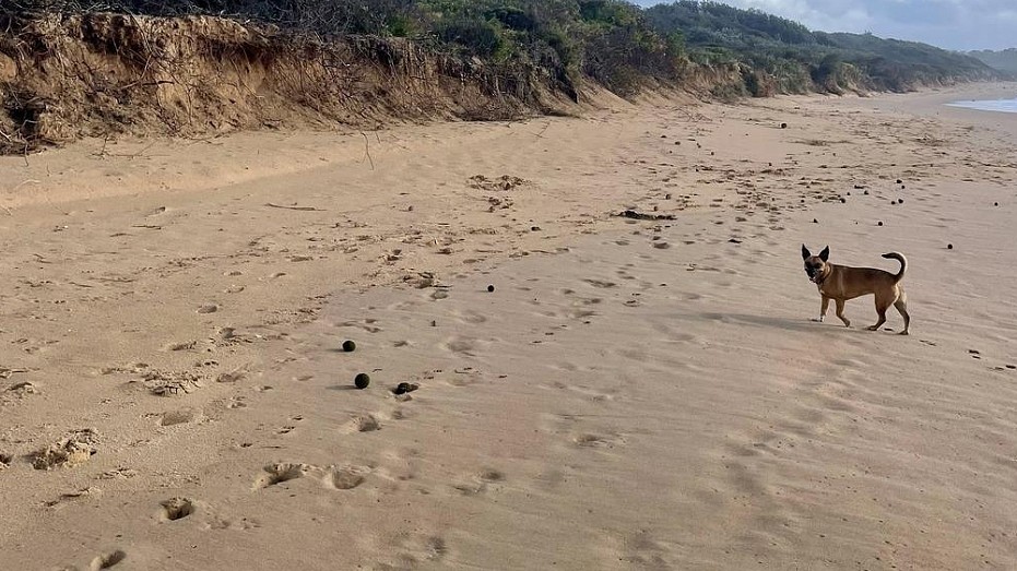 新州海滩惊现大量“神秘绿球”!当地人困惑不已,真相是...(组图) - 2